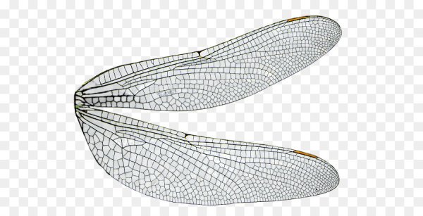 Крылья мухи