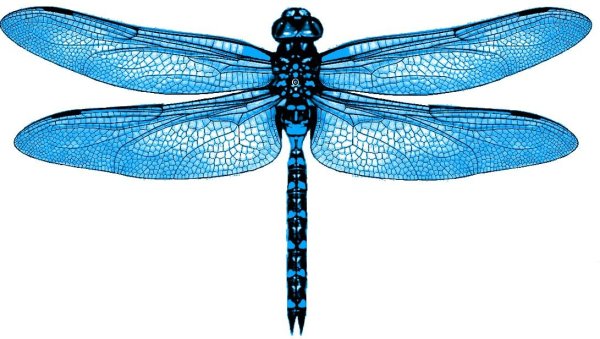 Стрекоза для детей