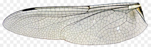 Крылья мухи