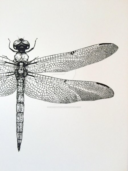 Крылья Стрекозы