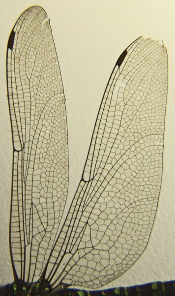 Крылышки Стрекозы