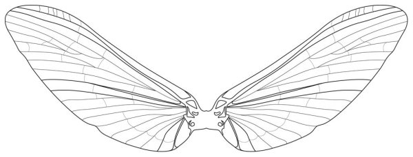 Крылья Стрекозы трафарет