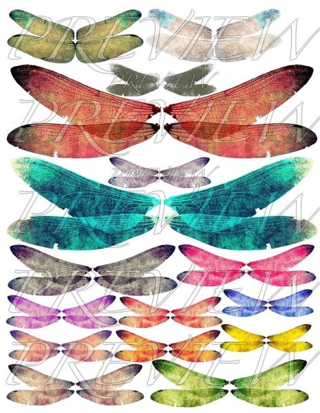 Крылья Стрекозы на белом фоне