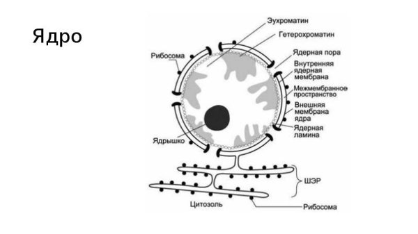 Схема строения ядра клетки