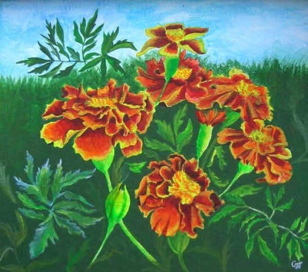 Сарьян бархатцы