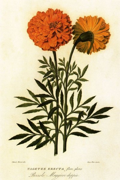 Бархатцы раскраска