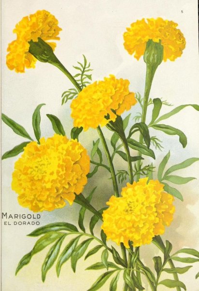 Нарисовать бархатцы