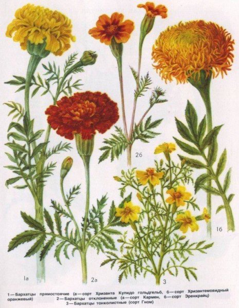 Бархатцы Тагетес