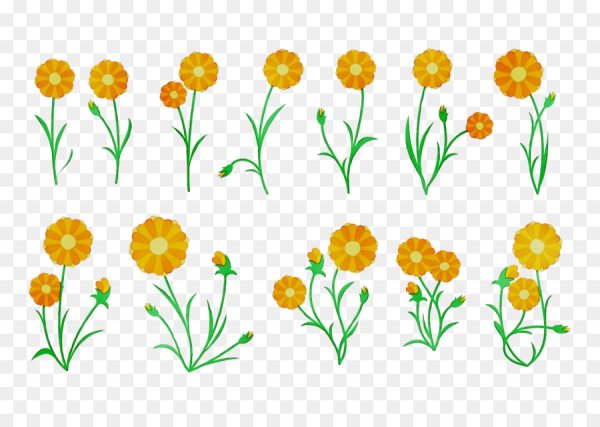 Хризантема Астра бархатцы чб