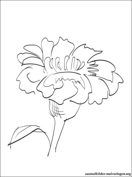 Циния цветок раскраска для детей