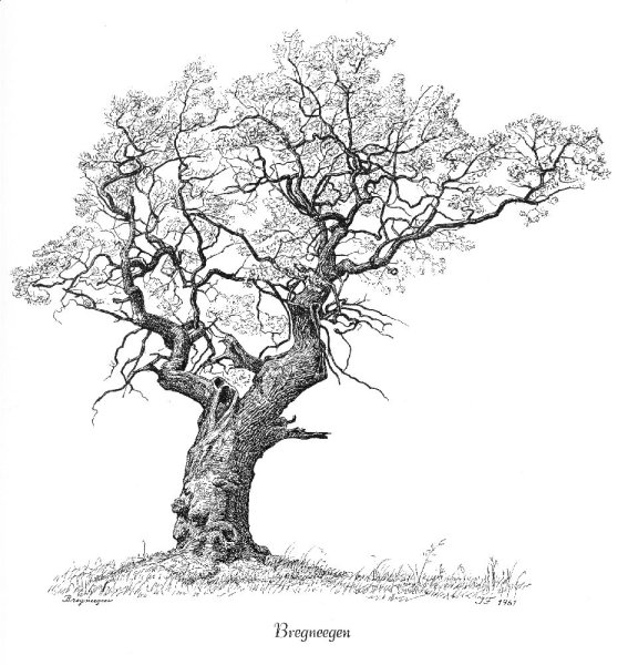 Графический рисунок дерева