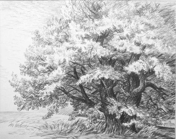 Дерево карандашом