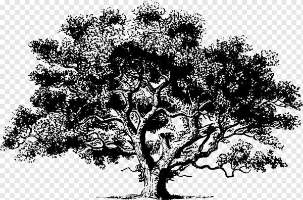 Дерево Графика