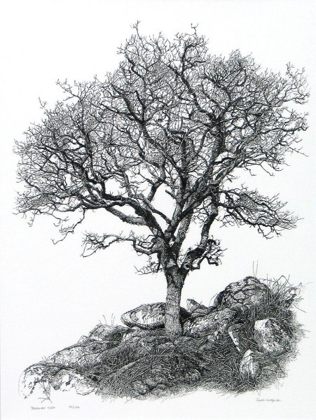 Старое дерево в графике