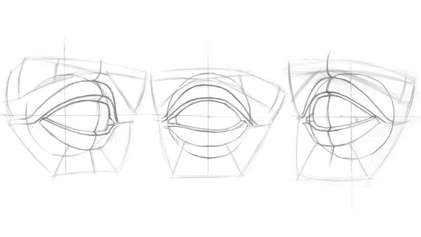 Строение глаза Давида