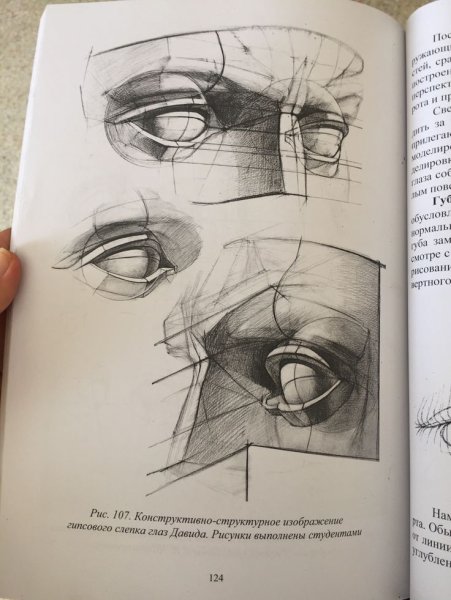 Строение глаза Баммес