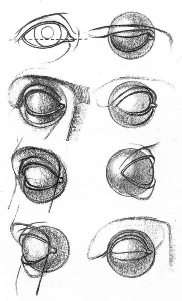 Баммес анатомия глаз