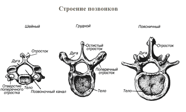 Строение шейного грудного и поясничного позвонка