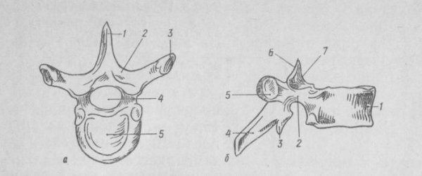 Грудной позвонок вид сверху вид сбоку