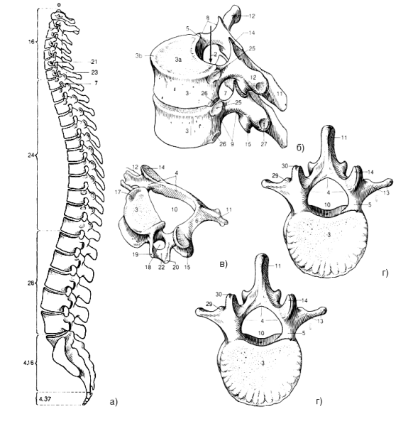 Анатомия позвоночного столба строение позвонков