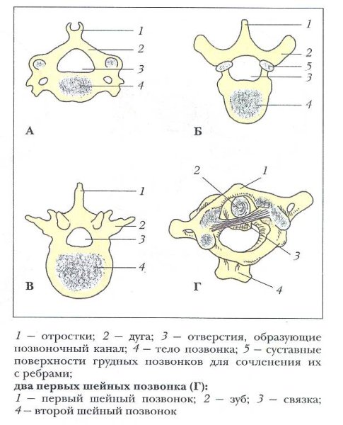 Рис. 21. Шейный (а), грудной (б) и поясничный (в) позвонки: