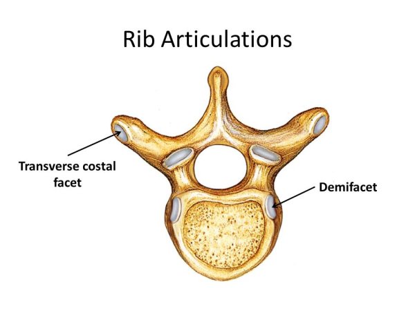 Восьмой грудной позвонок анатомия