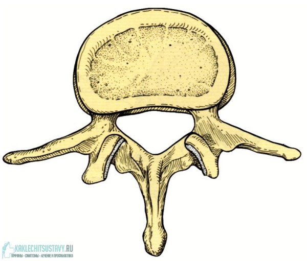 Поясничный позвонок кость