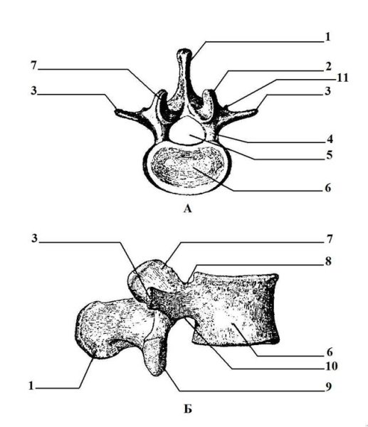 Поясничный позвонок вид сбоку и сверху