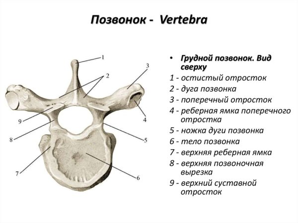 Грудной позвонок строение позвонка