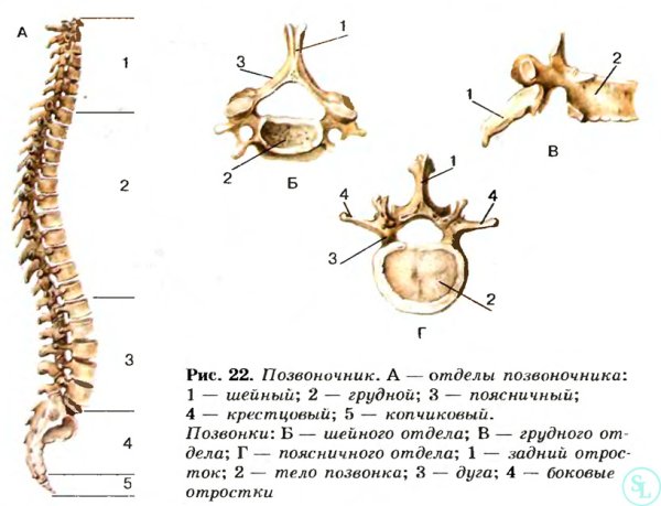 Позвоночник отдел скелета строение отдела