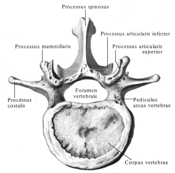 Поясничный позвонок анатомия