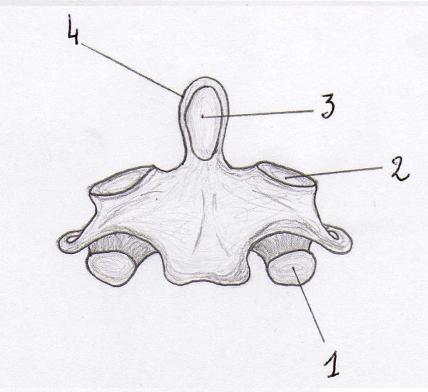 Второй шейный позвонок Аксис