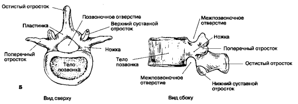 Строение поясничного позвонка человека вид сбоку