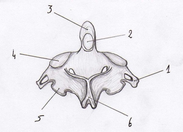 Второй шейный позвонок эпистрофей