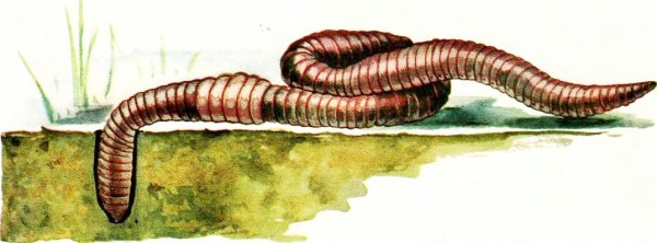 Кольчатые черви дождевой червь