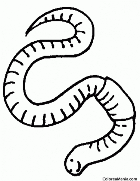 Дождевой червь раскраска