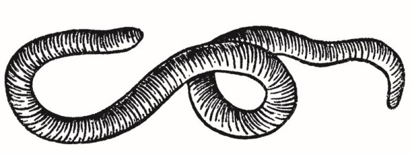 Черно белый червь