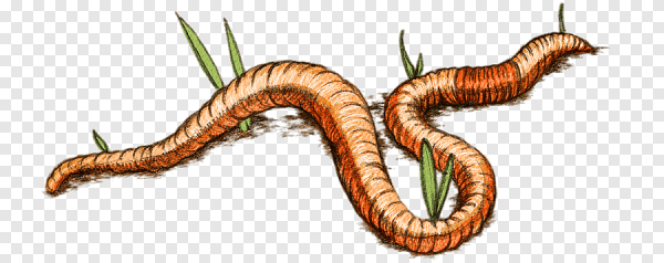 Дождевой червь рисунок