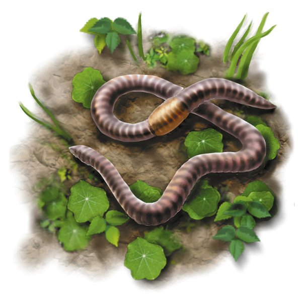 Дождевой червь рисунок