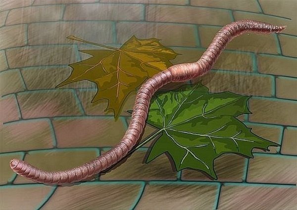 Рисунок дождевых червей