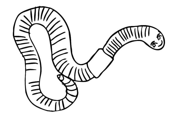 Внешнее строение дождевого червя рисунок