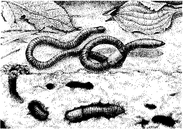 Червяк мультяшный