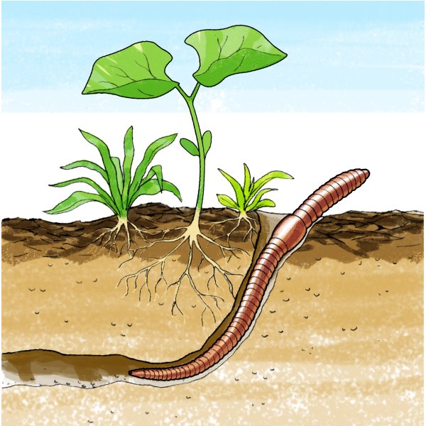 Червяк раскраска для детей