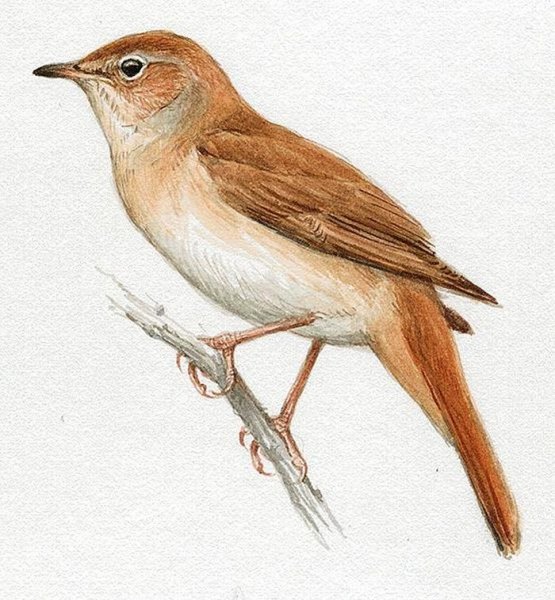 Соловей Перелетная птица