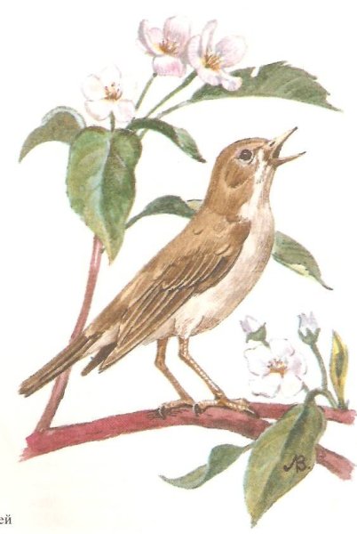 Соловей для детей