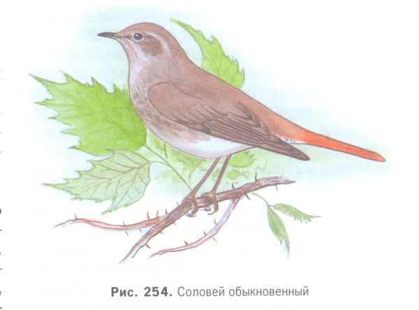 Соловей для дошкольников