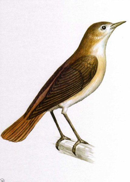 Наталья Габеева художник