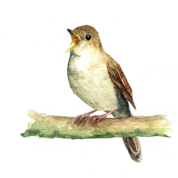 Птица поёт в живописи