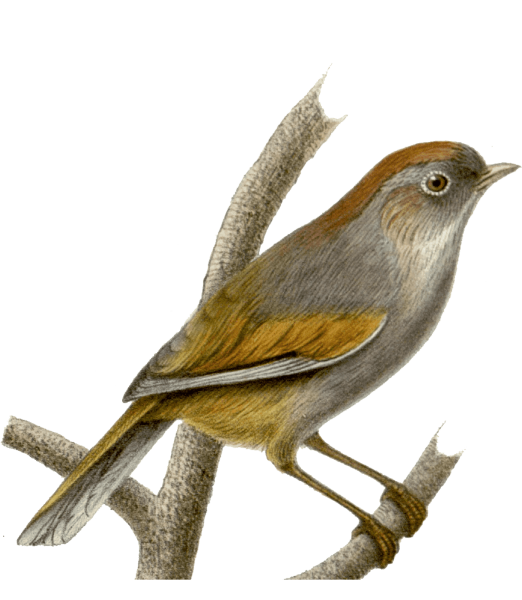 Птичка на ветке без фона