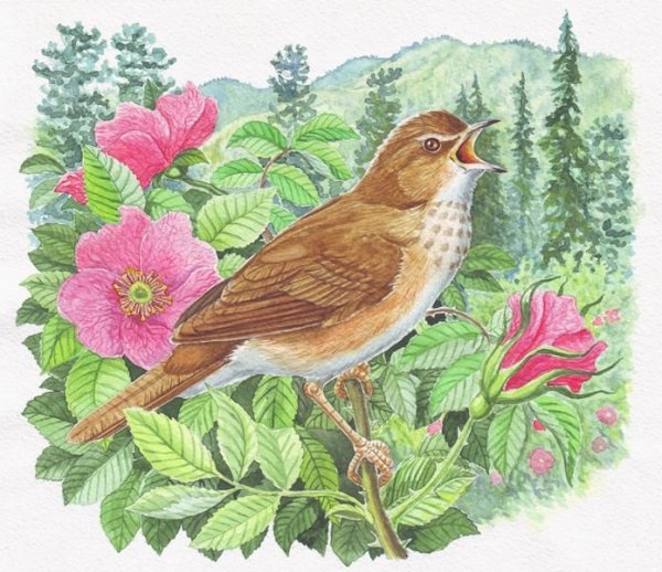 Птица варакушка акварелью